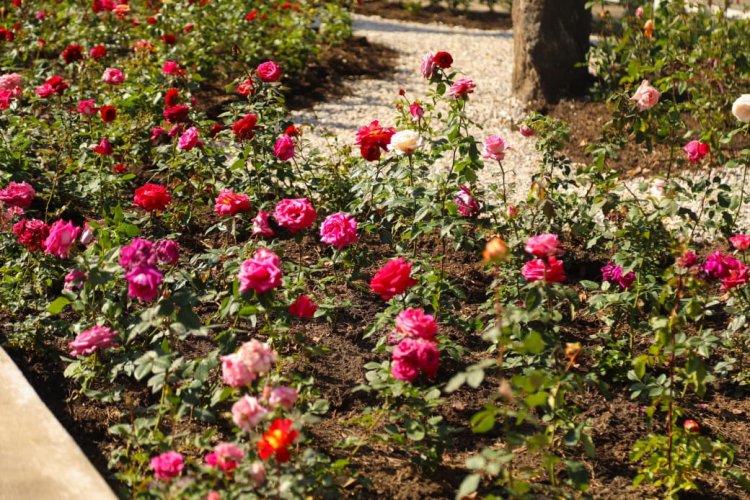 Inauguró la titular del Ejecutivo estatal  el 1 er jardín polinizador en el J. Borda