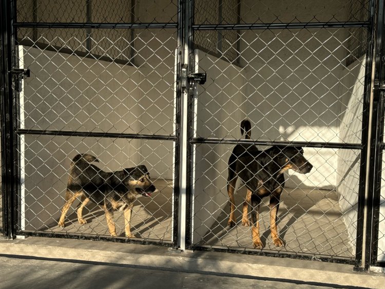 Hay hasta 10 denuncias a la  semana por maltrato animal