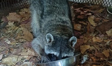 Profepa  liberó en Morelos a ejemplares de vida silvestre