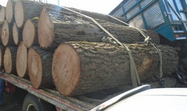 Aseguraron FGR y Profepa  madera ilegal en Huitzilac