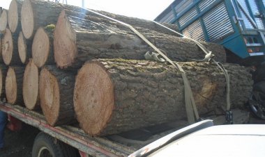 Aseguraron FGR y Profepa   madera ilegal en Huitzilac