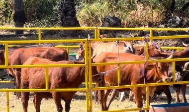 Repudian al diputado que  atiende a sector ganadero