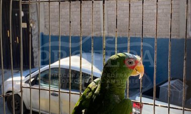 Profepa aseguró ejemplares de vida   silvestre en límites Morelos-CDMX