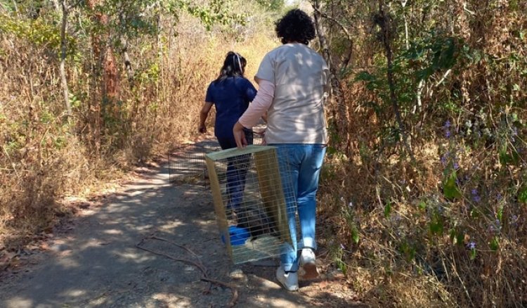 Profepa  liberó en Morelos a ejemplares de vida silvestre