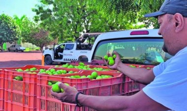 No dejan en paz extorsionadores a productores de limón de Michoacán