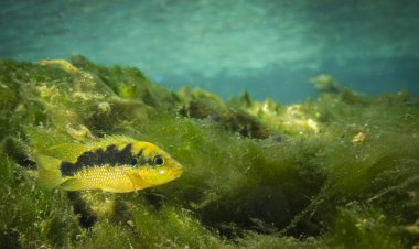 Desarrollan investigadores de la UAEM proyecto para reintroducción de la mojarra criolla