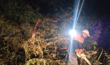 Fuertes vientos derrumbaron  varios árboles en Yautepec
