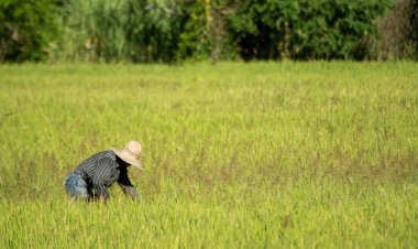 Promueven consumo de arroz  morelense por calidad y sabor