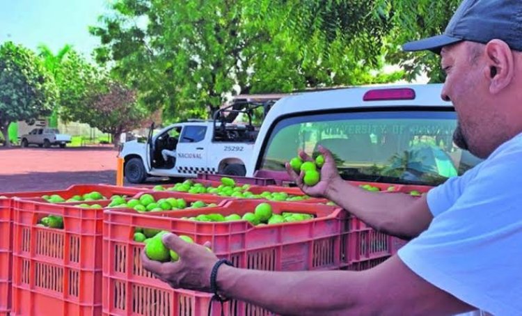 No dejan en paz extorsionadores a productores de limón de Michoacán