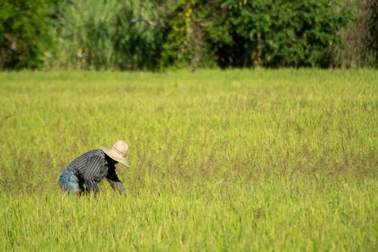 Promueven consumo de arroz  morelense por calidad y sabor