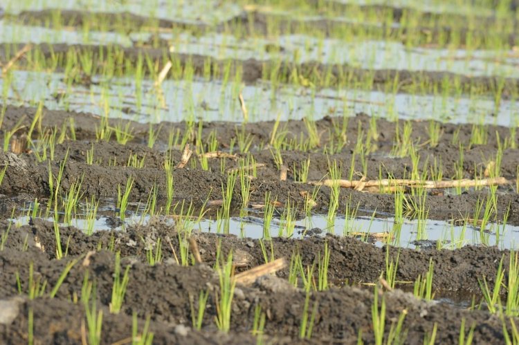 Promueven consumo de arroz  morelense por calidad y sabor