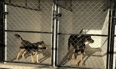 Se piden acciones contra quien  envenena a animales callejeros