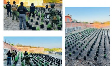 En Ayala, aseguran un invernadero con 420 macetas de plantas de marihuana
