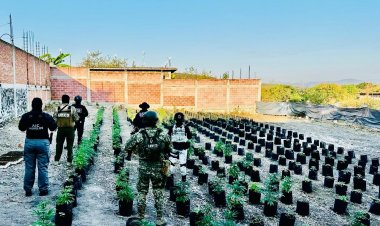 Aseguraron un predio usado para el cultivo masivo de aparente marihuana