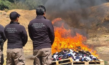 Grandes golpes al crimen y destrucción  de enervantes por parte de FGR en Morelos