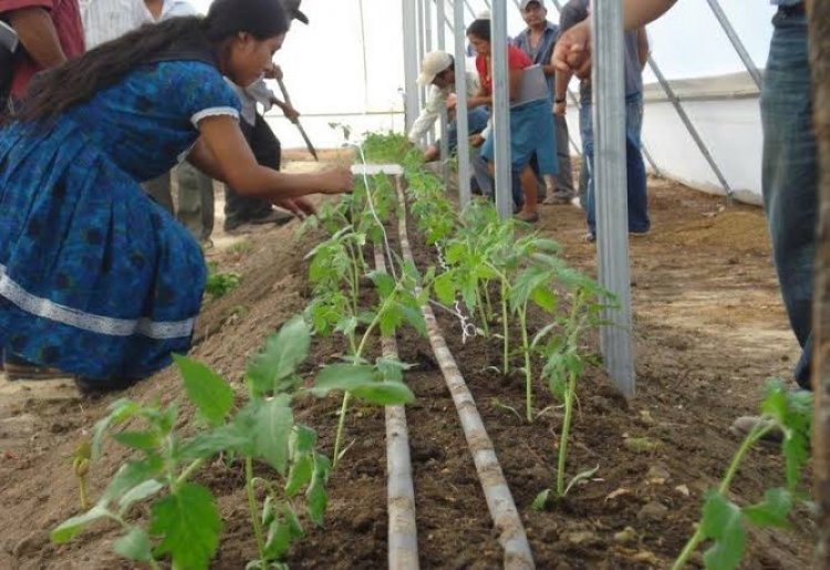 Buscan fortalecer la innovación  en el sector rural de la entidad