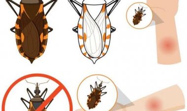 Se refuerzan acciones en contra del mal de Chagas