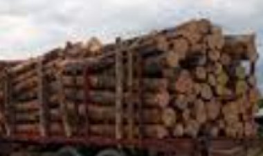 Agarraron camión con madera ilegal en la México-Cuernavaca