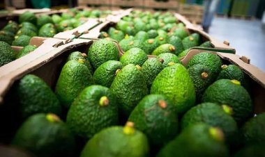 Apoya gobierno de Morelos  la exportación del aguacate