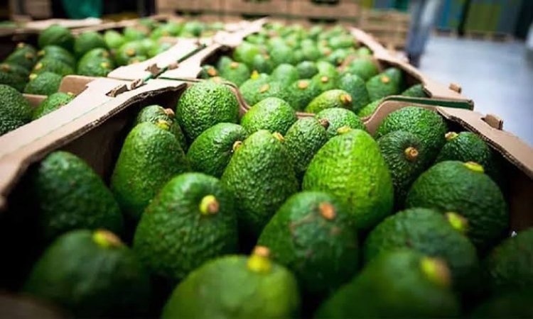 Apoya gobierno de Morelos  la exportación del aguacate