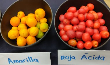 UAEM, sede de reunión nacional  de la Red de Ciruelas Mexicanas