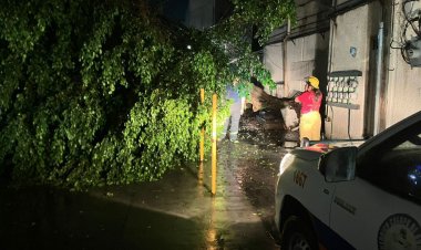 Árboles colapsados y derrumbe de  rocas por las lluvias en Cuernavaca