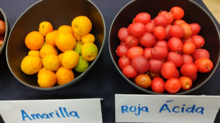 UAEM, sede de reunión nacional  de la Red de Ciruelas Mexicanas