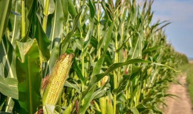 Se capacita para mejorar el  cultivo del maíz en Morelos