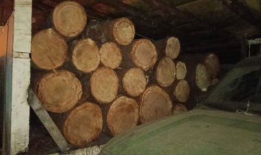 Se han dado importantes golpes contra la tala ilegal