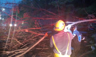 Árboles caídos y accidentes por las lluvias y granizo en Jiutepec
