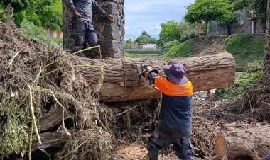 Árbol derribado por las precipitaciones  amenazó con inundación en Yautepec