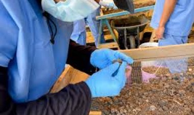 Recuperación de cuerpos en panteón  de Jojutla se extiende en cuarta fase