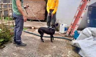 Exigen justicia por caso de  maltrato animal en Tepoztlán