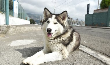 Alerta por el abandono y extravío de canes husky
