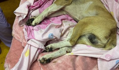 Denuncian muerte brutal de perrito ante la Fiscalía