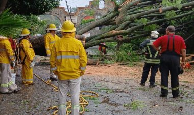 Árboles, barda y poste caídos e  inundaciones padeció la capital