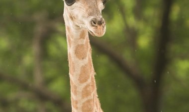 Invitan a ponerle nombre a nueva jirafa morelense