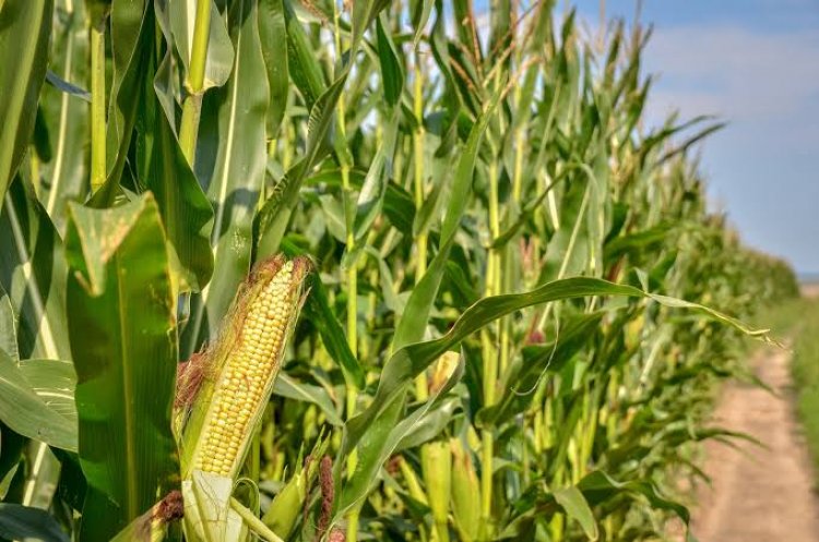 Se capacita para mejorar el  cultivo del maíz en Morelos