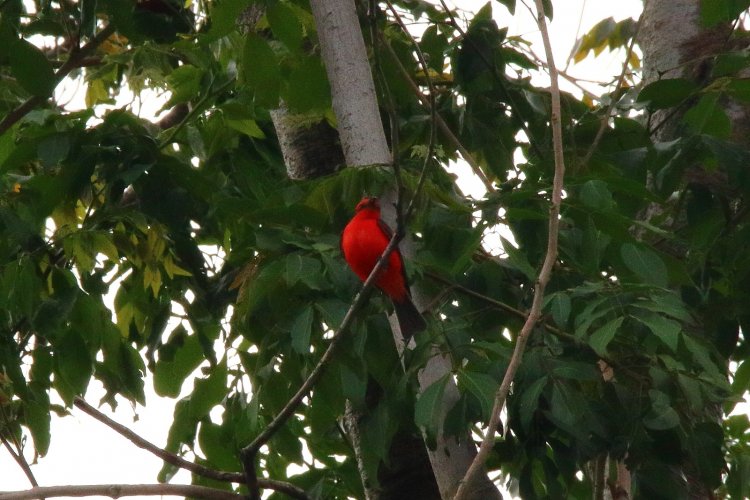 Fomenta el CIB la conservación con recorrido para observación de aves