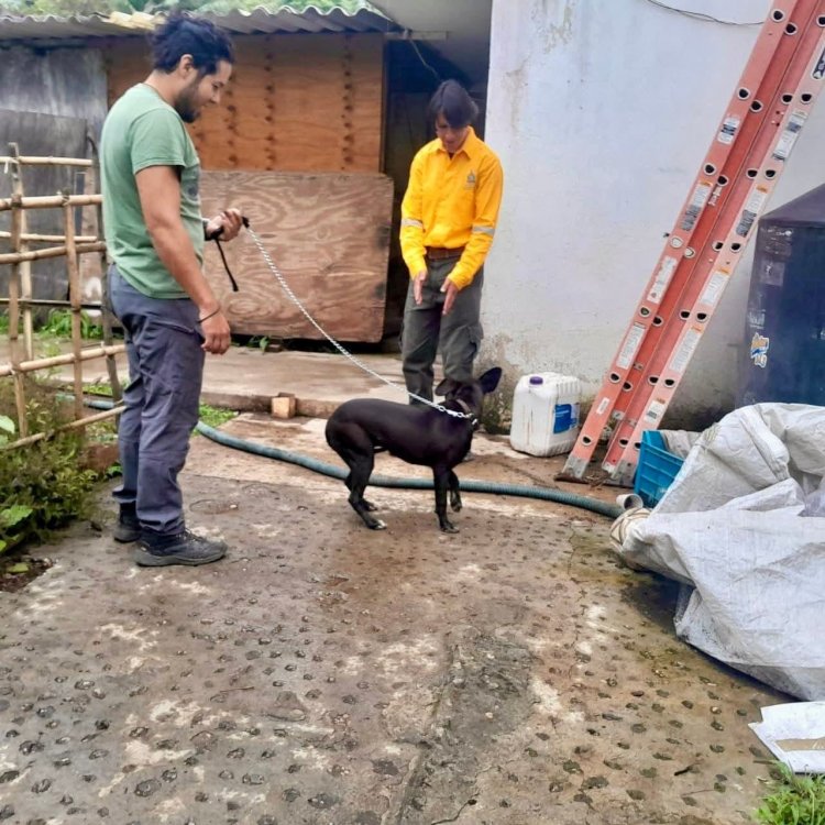 Exigen justicia por caso de maltrato animal en Tepoztlán