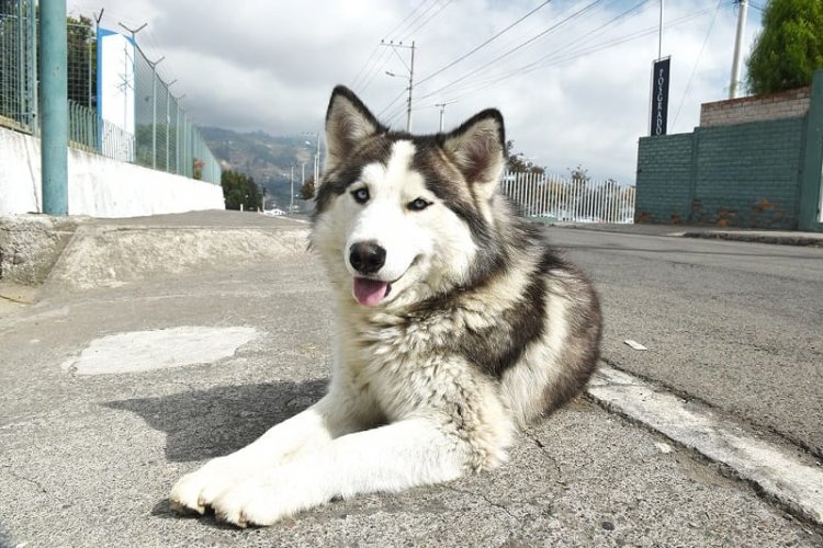 Alerta por el abandono y extravío de canes husky