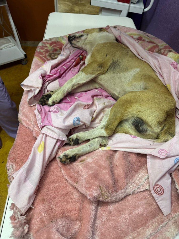 Denuncian muerte brutal de perrito ante la Fiscalía