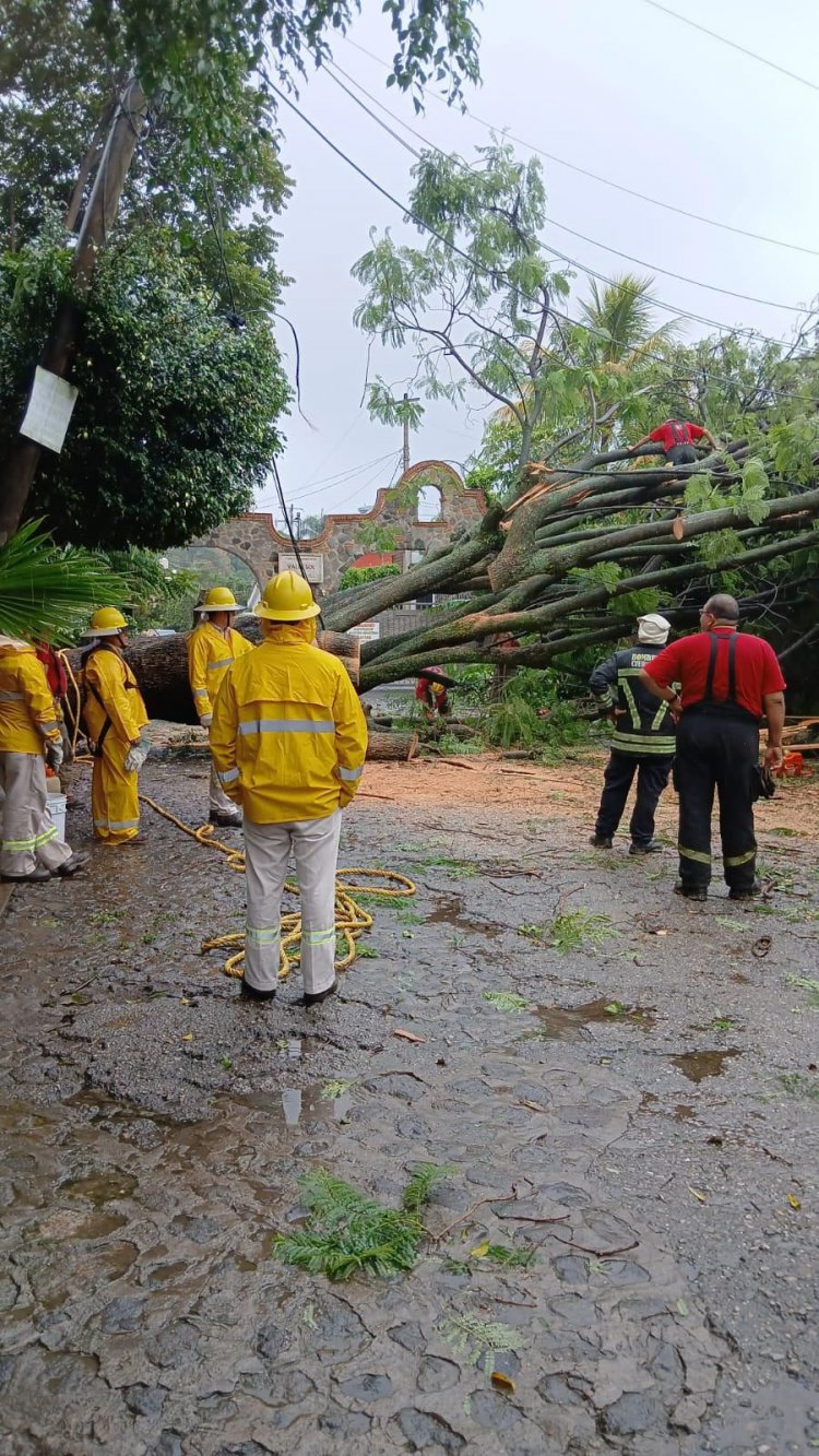 Árboles, barda y poste caídos e  inundaciones padeció la capital