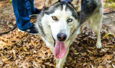 Hay abandono de muchos  perros husky en la capital