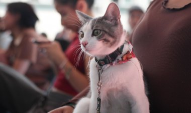 Gran jornada de esterilización  de perros y gatos en Jiutepec