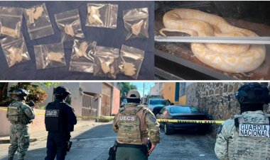 En cateo, aseguran animales exóticos,  vehículos, estupefacientes y caen dos