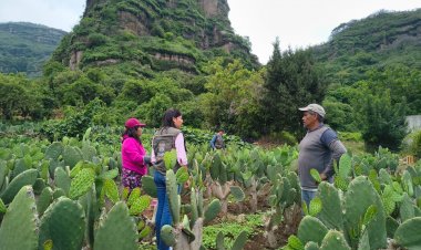Habrá apoyos a nopaleros y aguacateros por las lluvias