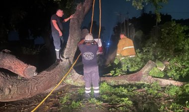 Sucumben árboles por el agua y viento en Yautepec