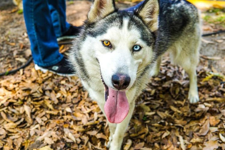 Hay abandono de muchos  perros husky en la capital