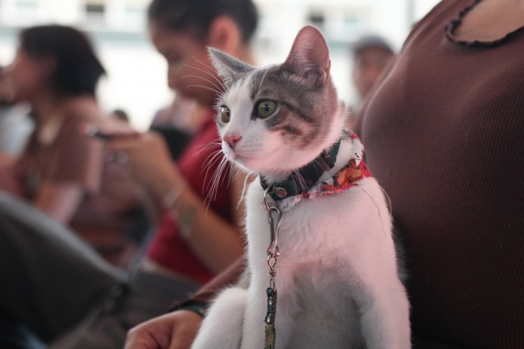 Gran jornada de esterilización  de perros y gatos en Jiutepec